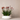 80-degrees-pot-collection