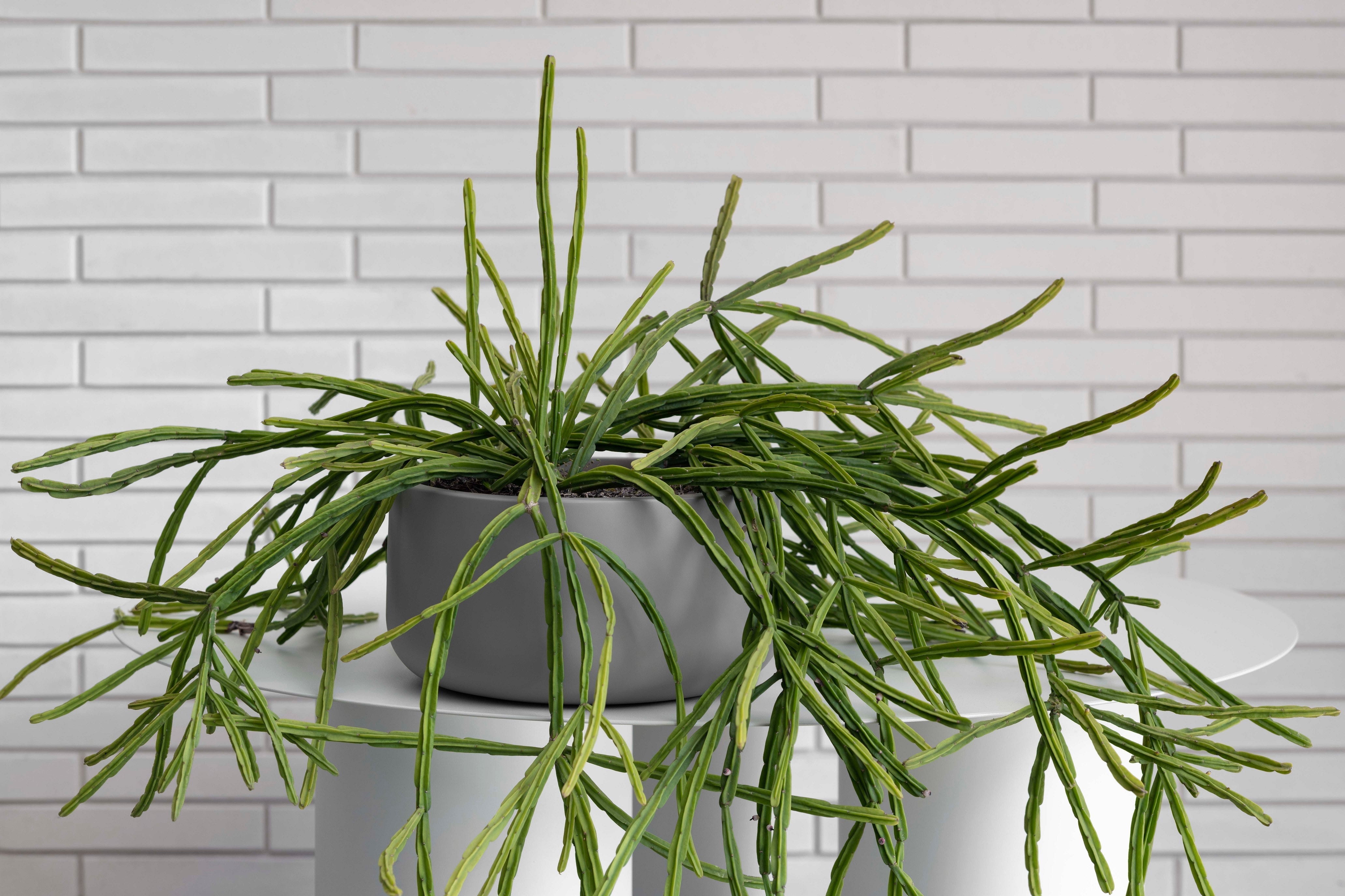 Bringing the outdoors inside – Hibernate Outdoors