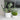 The Best Indoor Plants