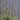 Winter Aloes