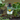 We the Wild Plant Care - Grow